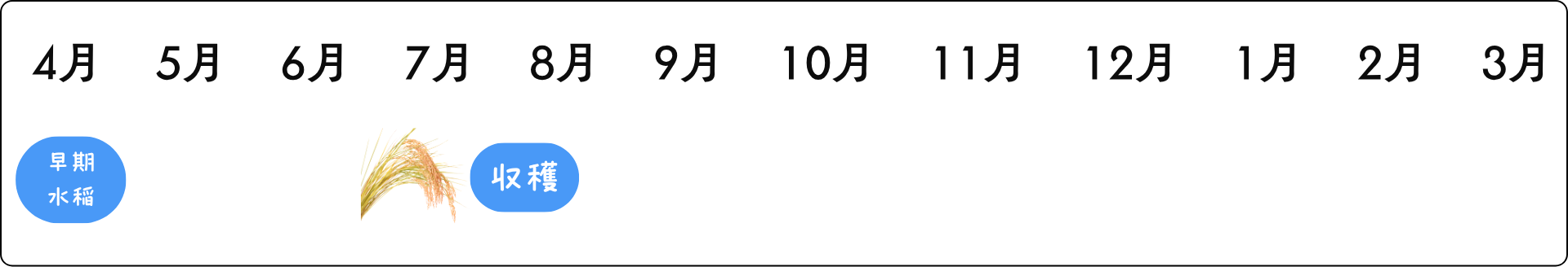早期水稲の栽培暦